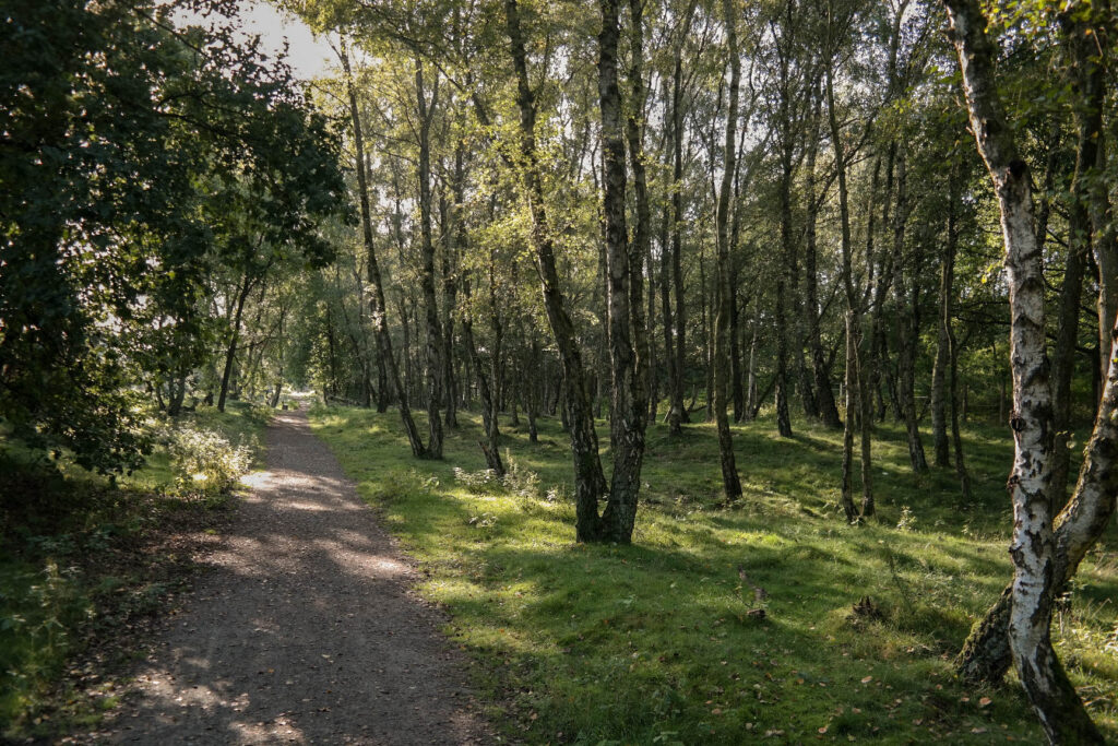  Ein Spaziergang durch die Westruper Heide